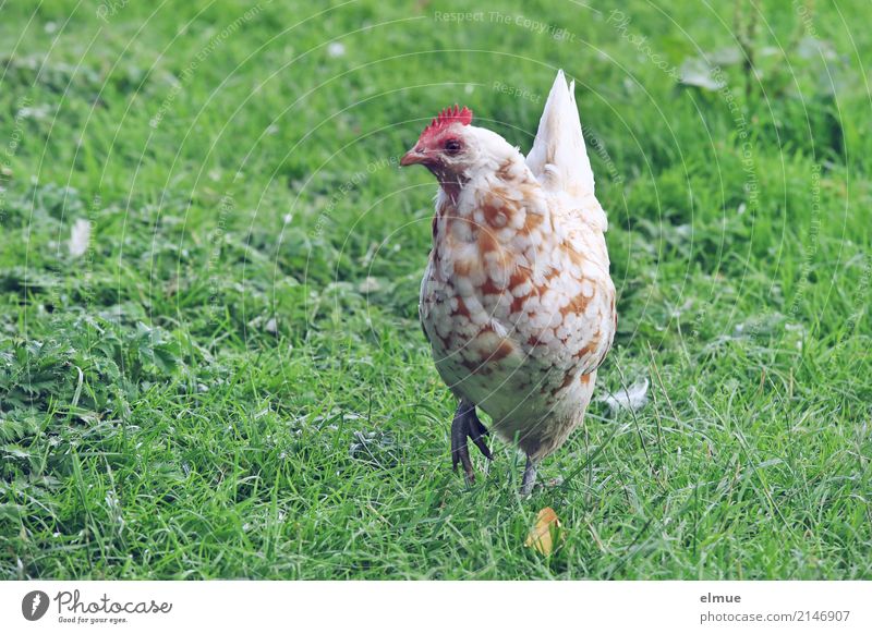 ... ich hätt nicht viel zu tun ... Sommer Gras Wiese Nutztier Haushuhn Rassehuhn Tierzucht Geflügelzucht Kamm scheckig Hühnerrasse Bewegung Blick schön