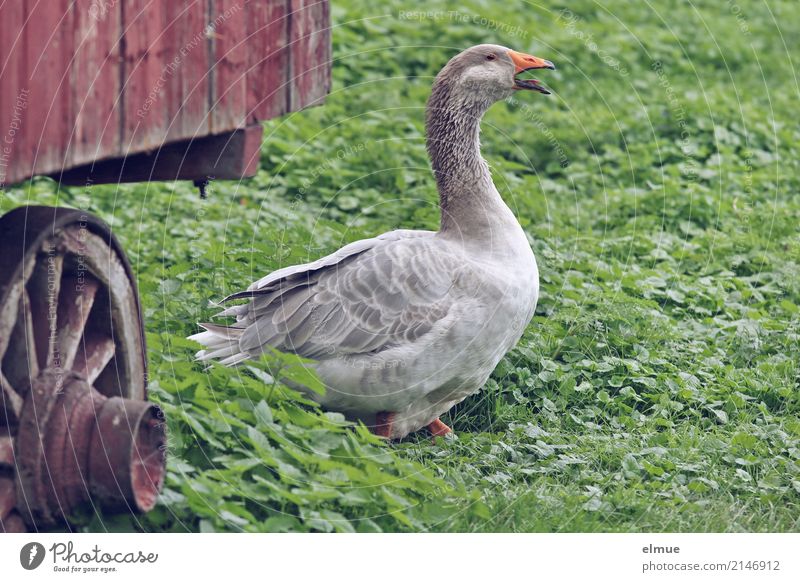 Jolanda hat Freigang (1) Sommer Haustier Flügel Gans Bewegung laufen Blick schreien Aggression bedrohlich klug grau Lebensfreude Romantik Wachsamkeit