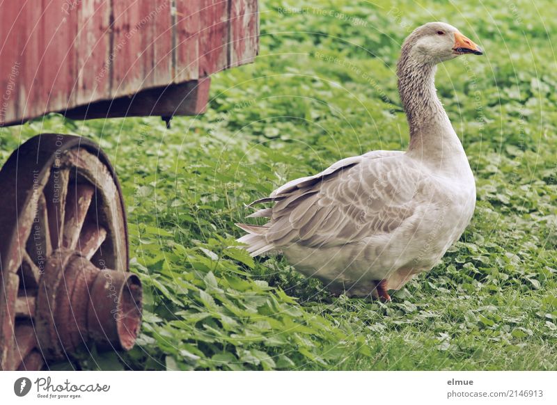 Jolanda hat Freigang (2) Sommer Gras Nutztier Gans Pommerngans Federvieh Bauernhof beobachten Blick elegant grau Glück Zufriedenheit Lebensfreude Armut