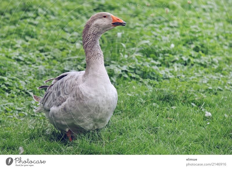 Jolanda, etwas unsicher Sommer Gras Wiese Gans Pommerngans Federvieh Weihnachtsbraten beobachten laufen Blick frei Neugier grau Glück Zufriedenheit