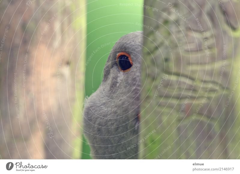 *400* (Augen)blicke Nutztier Vogel Gans Federvieh Pommerngans beobachten Kommunizieren Blick Neugier grau Interesse Angst geheimnisvoll Kontakt Kontrolle