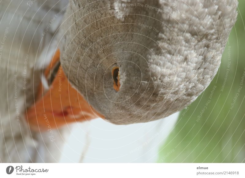 Gänsewäsche Gans Pommerngans Federvieh Schnabel Katzenwäsche authentisch grau Zufriedenheit Tierliebe Reinlichkeit Sauberkeit Reinheit Freizeit & Hobby