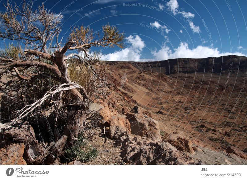 Fast wie im wilden Westen Landschaft Himmel Baum Felsen Vulkan Teneriffa Farbfoto Außenaufnahme Tag Reisefotografie Menschenleer braun