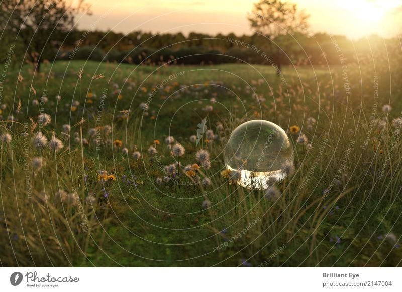 Sommerliche Idylle Sommerurlaub Sonne Garten Natur Landschaft Pflanze Sonnenaufgang Sonnenuntergang Sonnenlicht Blume Gras Wiese Glas Globus natürlich positiv