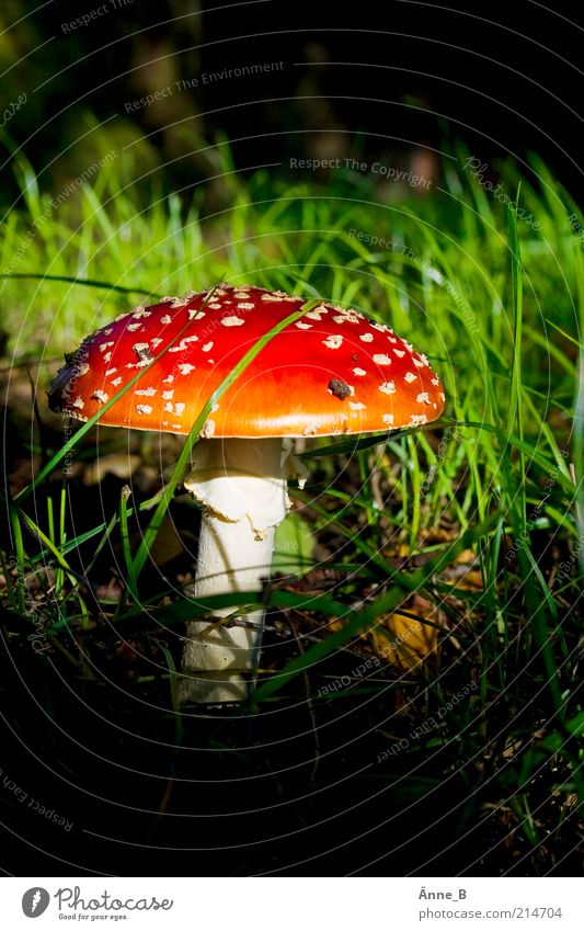 Unter Birken Sinnesorgane Natur Sonnenlicht Herbst Punkt leuchten schön wild mehrfarbig gelb grün rot weiß Stimmung Fliegenpilz Pilzhut Gift Gras Menschenleer