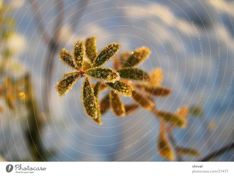 Eingezuckert Pflanze Blatt gefroren kalt Winter Raureif Frost Eis Schnee