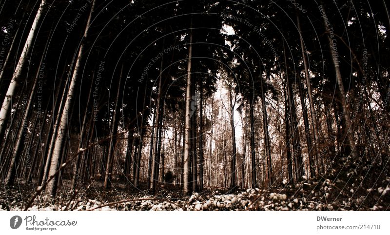 Winterwald Freiheit Umwelt Natur Landschaft Pflanze Urelemente schlechtes Wetter Eis Frost Schnee Baum Wald dunkel nass braun Nadelwald Licht Farbfoto