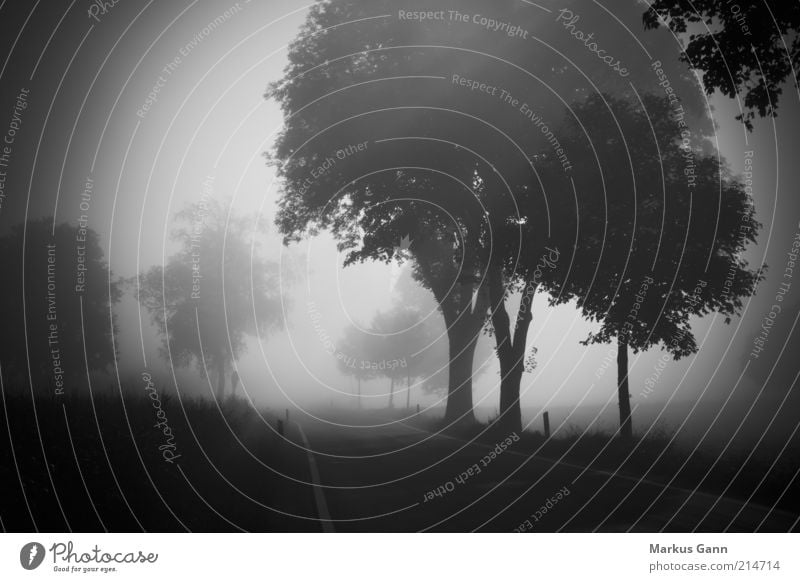 Nebel Natur Landschaft Luft Herbst Wetter schlechtes Wetter Wiese Wald Straße grau schwarz weiß Trauer Tod Deutschland Baum Landstraße gefährlich