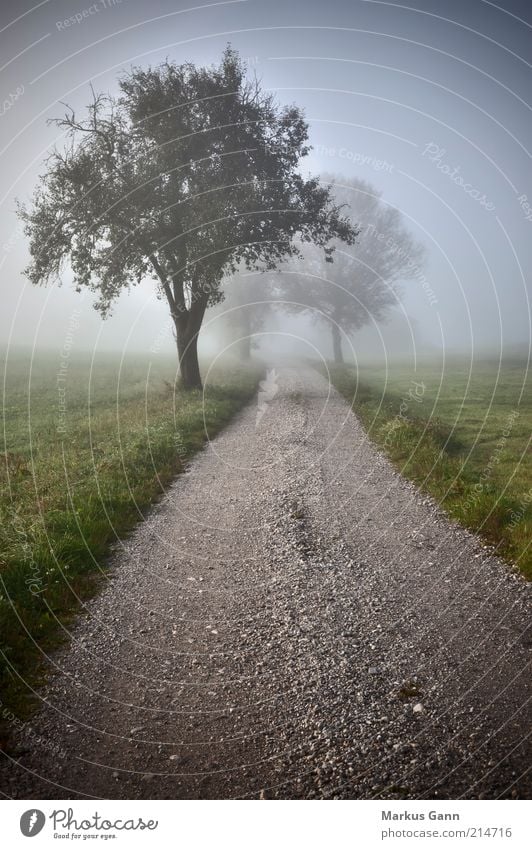 Feldweg Natur Luft Herbst Wetter schlechtes Wetter Nebel Wiese Stimmung träumen Trauer Deutschland Fußweg Gras grün Baum Wege & Pfade Kies Schotterweg grau