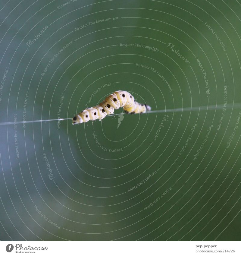 seiltänzer II Seil Sommer Verkehrswege Tier Wildtier Wurm 1 grün Farbfoto Außenaufnahme Nahaufnahme Detailaufnahme Makroaufnahme Tag Tierporträt