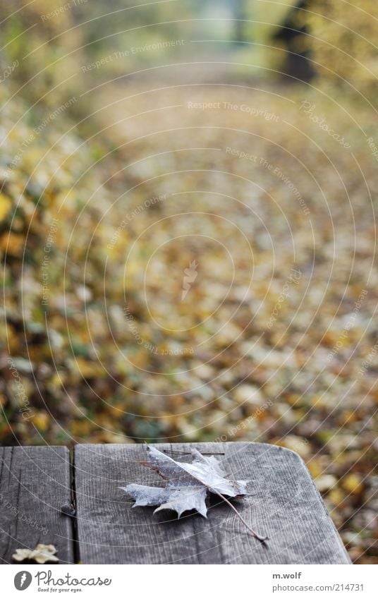 FALLout Umwelt Natur Landschaft Pflanze Herbst Baum Blatt Park Wald Zeichen alt kalt braun silber Stimmung Einsamkeit Stil Traurigkeit Verfall Farbfoto