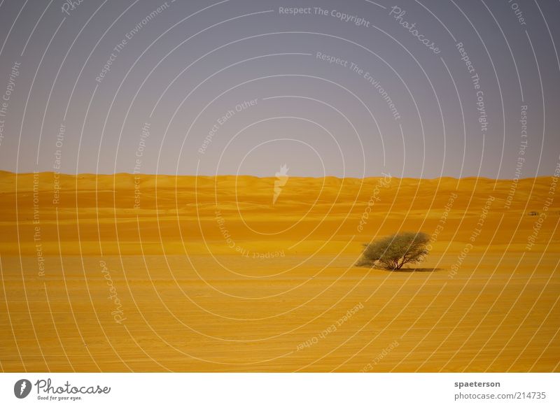 wüstenbaum Freiheit Expedition Umwelt Landschaft Sand Wolkenloser Himmel Sommer Schönes Wetter Wärme Baum Sträucher Wüste Menschenleer leuchten Wachstum trocken