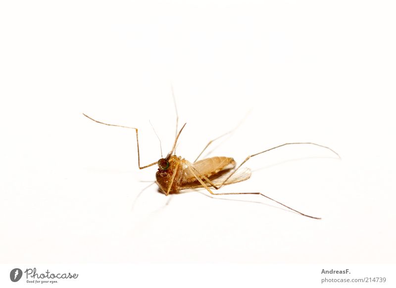 Die schläft nur Umwelt Tier Totes Tier Fliege 1 liegen Stechmücke Insekt Insektenstich Tod Stachel Sommer auf dem Rücken Totschlag Freisteller Farbfoto