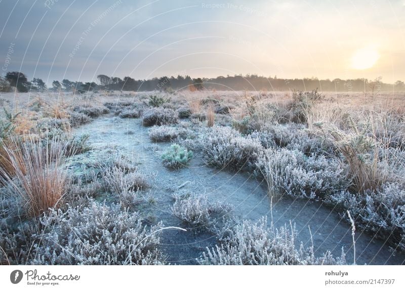 bereifter Weg bei Sonnenaufgang im Herbst Natur Landschaft Himmel Horizont Nebel Eis Frost Schnee Blume Wiese Feld Straße Wege & Pfade weiß kalt fallen gefroren