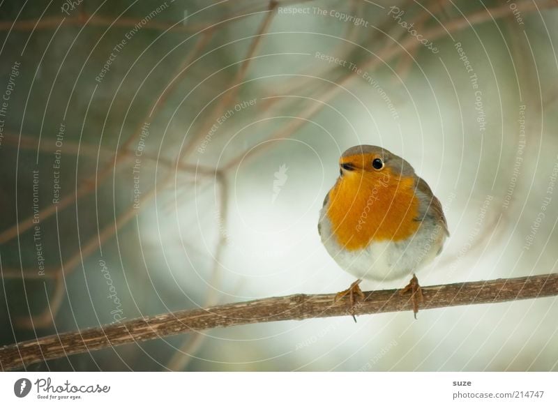 Hier is das Vögelchen Winter Natur Tier Baum Wildtier Vogel 1 sitzen warten klein niedlich rot Rotkehlchen Gesang Hals Singvögel Zweig Schnabel Ornithologie