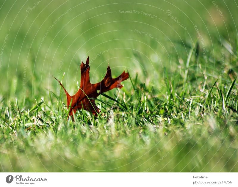 gefallen Umwelt Natur Pflanze Urelemente Herbst Blatt Wiese hell natürlich trocken Eichenblatt vertrocknet grün braun Farbfoto mehrfarbig Außenaufnahme