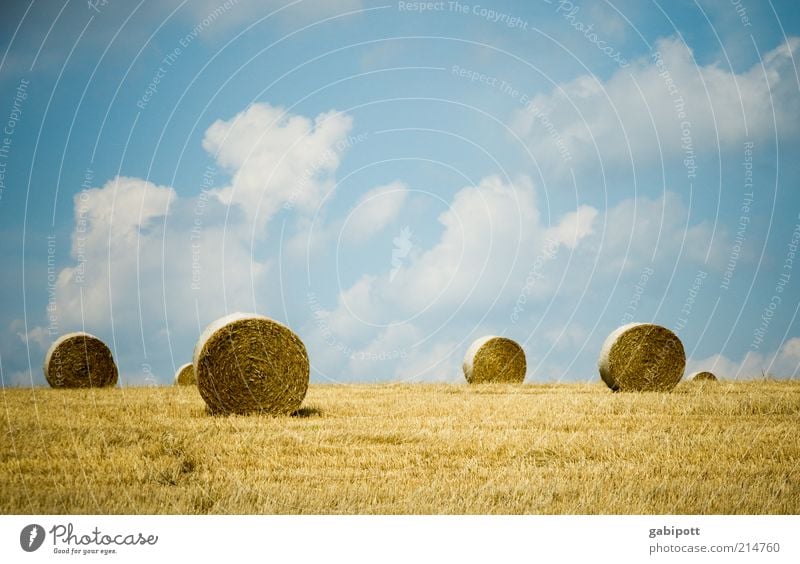 Sushi Umwelt Natur Landschaft Pflanze Erde Himmel Wolken Sommer Schönes Wetter Nutzpflanze Heuballen Feld positiv blau gelb Landwirtschaft Gedeckte Farben