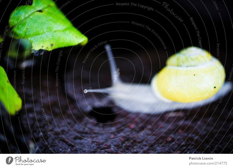 Schneckentempo Umwelt Natur Pflanze Tier Blatt Nutztier Wildtier 1 Bewegung ästhetisch hell schön nass niedlich schleimig gelb Farbfoto Außenaufnahme