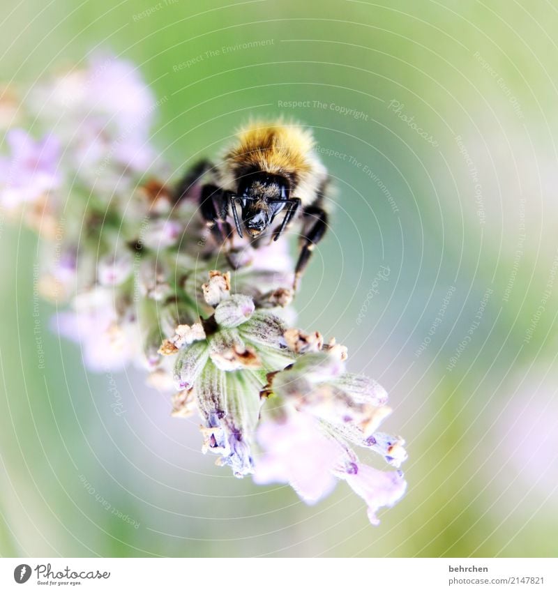 alien... Natur Pflanze Tier Sommer Schönes Wetter Blume Blatt Blüte Lavendel Garten Park Wiese Nutztier Biene Tiergesicht Flügel 1 Blühend Duft fliegen Fressen