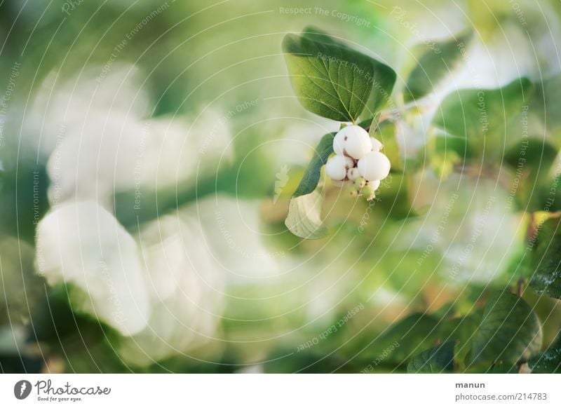 Schneebeeren Natur Pflanze Sträucher Blatt Blüte Grünpflanze Wildpflanze herbstlich Herbst leuchten Wachstum ästhetisch hell schön Farbfoto Außenaufnahme Tag