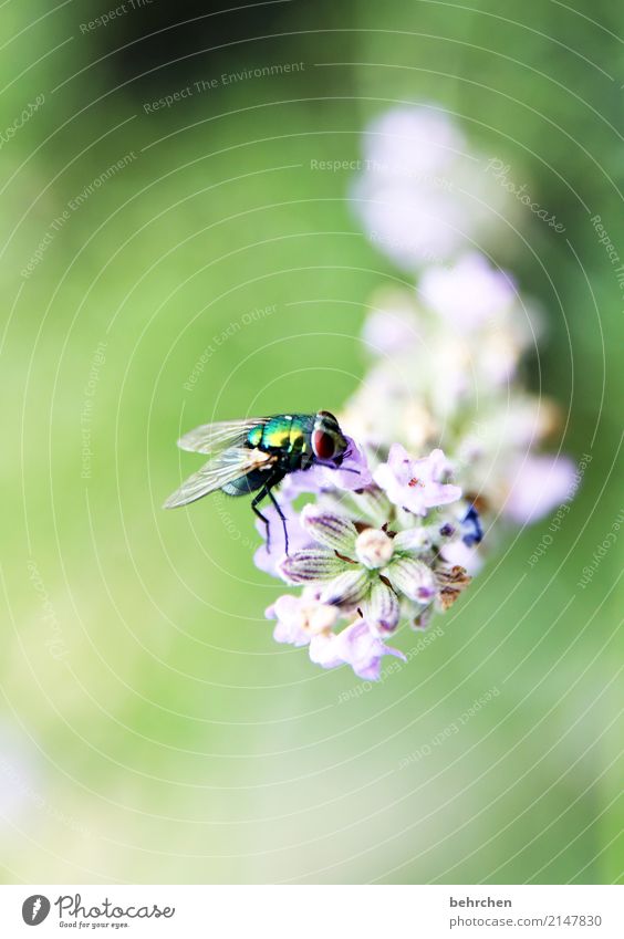 unscheinbares detail | fliege auf lavendel Natur Pflanze Tier Sommer Blume Blatt Blüte Lavendel Garten Park Wiese Wildtier Fliege Tiergesicht Flügel 1 Blühend