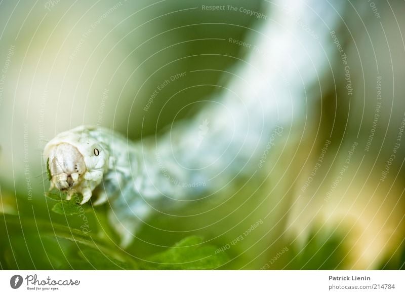 kleines Monster Umwelt Natur Pflanze Tier Sommer Blume Blatt Grünpflanze Nutztier Wildtier Tiergesicht 1 Blick Raupe lang Ungeheuer schrecklich Fressen nützlich