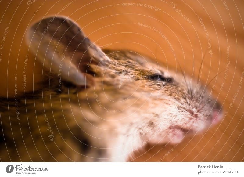 tote Maus Umwelt Natur Tier Wildtier Totes Tier Tiergesicht 1 Tod Traurigkeit Spitze Ohr Auge liegen ruhig schön zart Farbfoto mehrfarbig Innenaufnahme