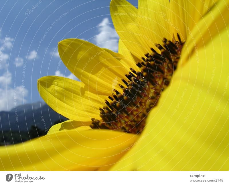 Sunflower Sonnenblume gelb Sommer Makroaufnahme