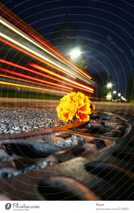 streetview Sommer Blüte Kleinstadt Straßenverkehr außergewöhnlich Lichtspiel Gully Farbfoto Außenaufnahme Nacht Blitzlichtaufnahme Langzeitbelichtung