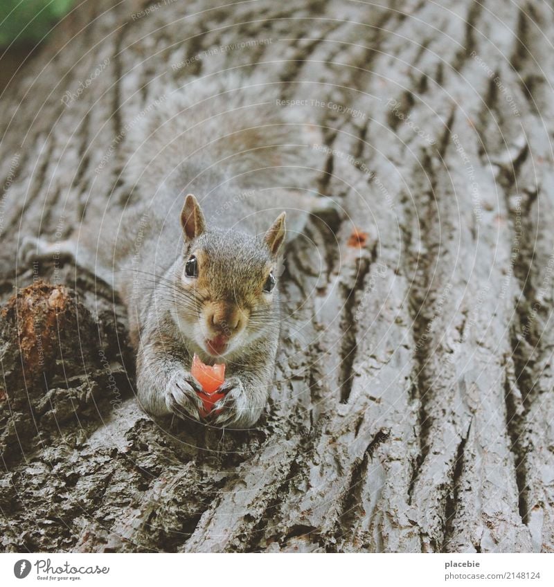 Hauptgewinn. Wassermelone Essen Ausflug Abenteuer Natur Tier Sommer Baum Park Wildtier Fell Eichhörnchen 1 Holz füttern liegen frech Glück kuschlig klein lecker