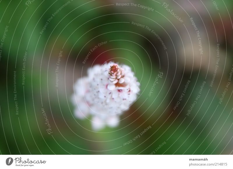 Blüte Blume weich zart Blühend Spitze grün weiß Detailaufnahme Natur Makroaufnahme Blütenblatt Unschärfe Hintergrund neutral Vogelperspektive 1