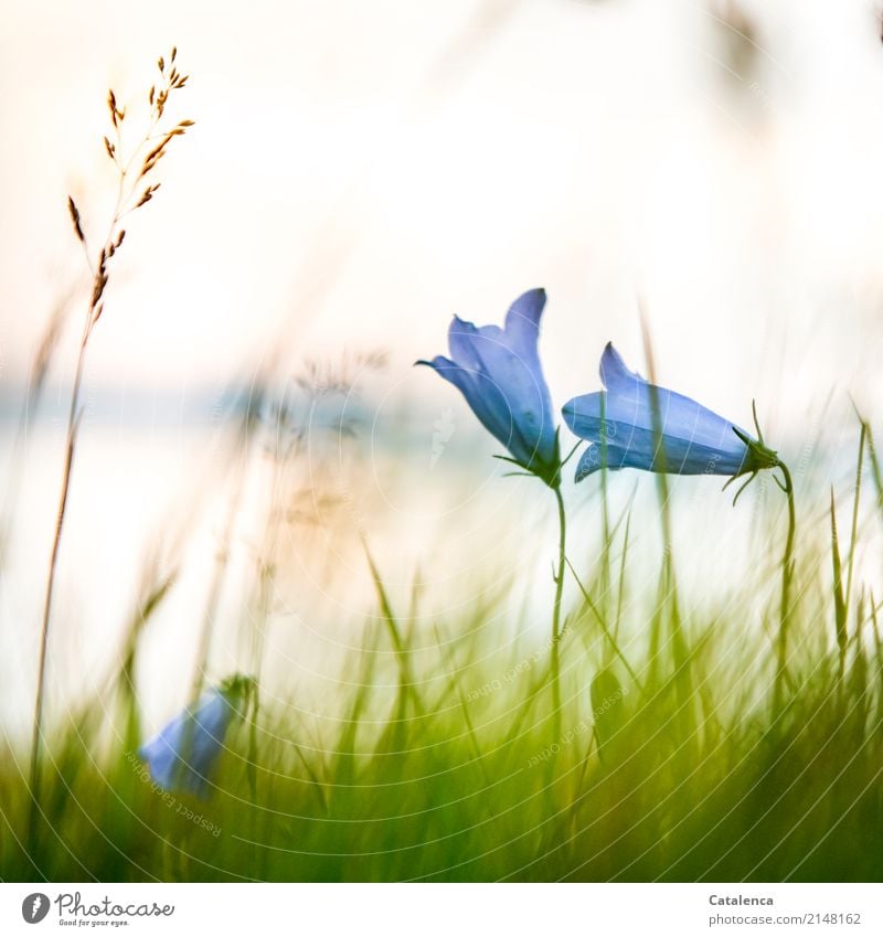 Der Sonne entgegen strecken sich die Glockenblumen im hohen Gras Natur Pflanze Himmel Sonnenaufgang Sonnenuntergang Sommer Schönes Wetter Blume Blüte