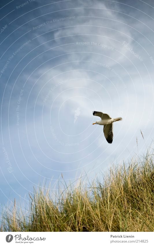 Beached Umwelt Natur Landschaft Pflanze Tier Himmel Wolken Sommer Klima Klimawandel Wetter Schönes Wetter Wind Küste Strand Nordsee Meer Insel Blick