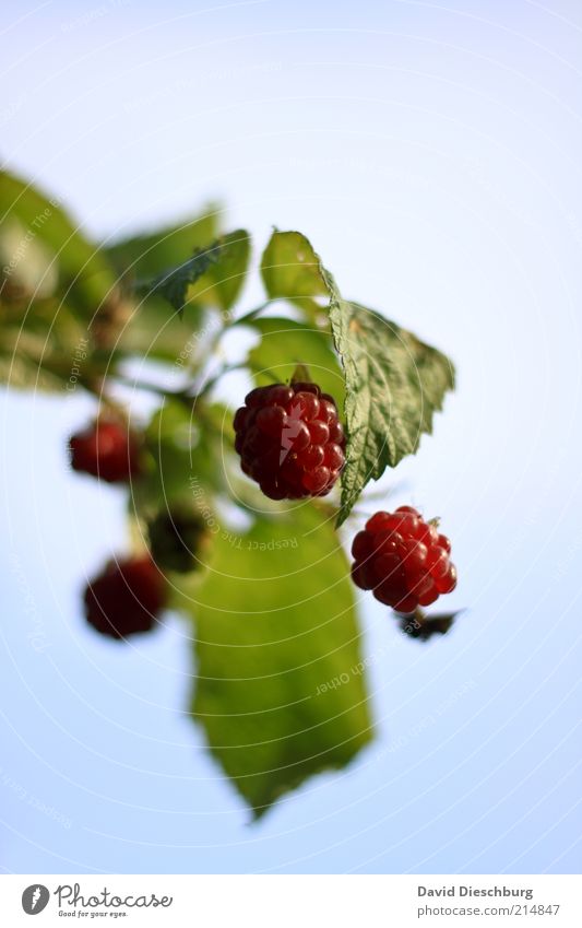 Fingerfood Lebensmittel Frucht Ernährung Bioprodukte Vegetarische Ernährung Natur Pflanze Sommer Blatt Nutzpflanze Wildpflanze blau grün rot Gesundheit lecker