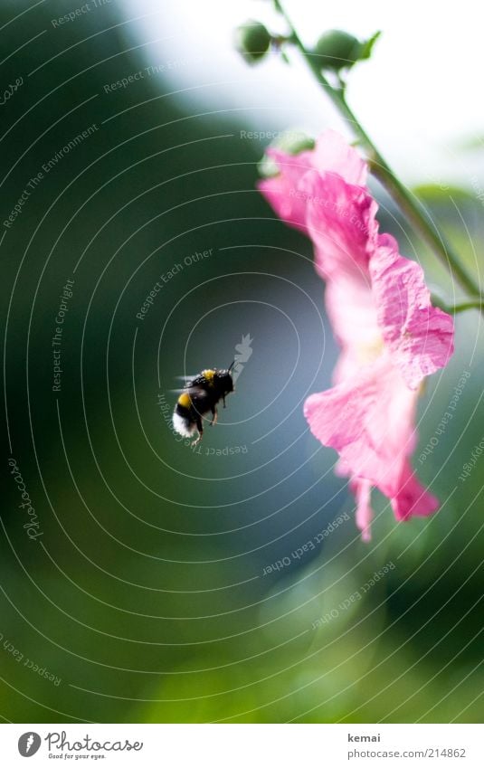 Kurzflügler Umwelt Natur Pflanze Sonnenlicht Sommer Schönes Wetter Wärme Blume Blüte Wildpflanze Garten Tier Wildtier Biene Flügel Insekt Hummel 1 fliegen grün