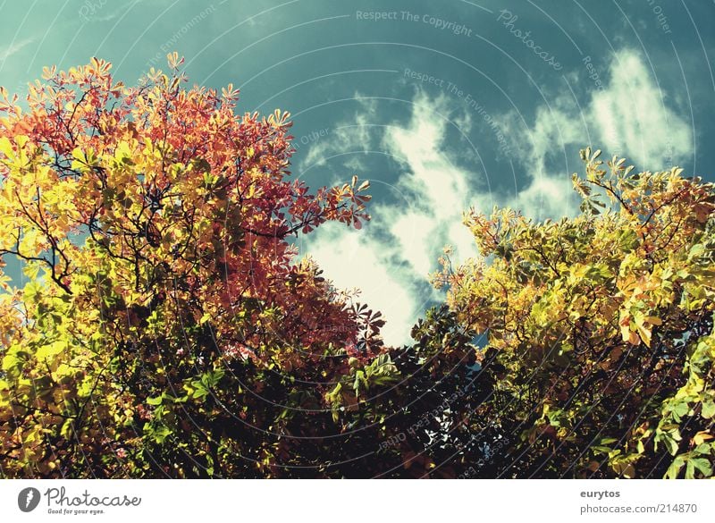 Und wieder wird es Herbst ruhig Umwelt Natur Landschaft Pflanze Luft Wolken Klima Klimawandel Wetter Schönes Wetter Wind Sturm Baum Blatt Wald Holz Erholung