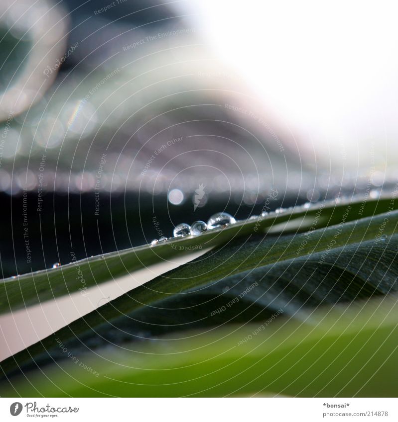 musa dwarf cavendish Pflanze Wassertropfen Blatt Grünpflanze exotisch Bananengewächse Tropfen Blühend glänzend Wachstum Flüssigkeit frisch nah nass grün Leben