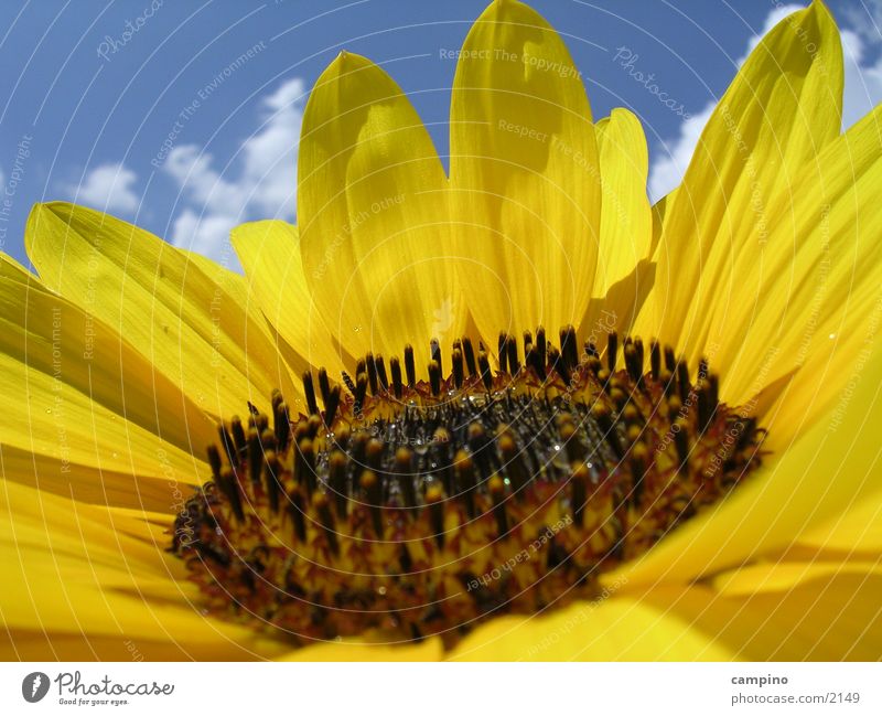 Sunflower2 Sonnenblume Sommer gelb Himmel