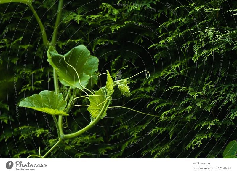 Kürbis vor Thuja Umwelt Natur Pflanze Sträucher Blatt Grünpflanze Nutzpflanze festhalten Wachstum September Ranke Hecke Konifere dunkel Farbfoto Gedeckte Farben