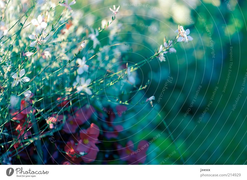 Vorwitzig Natur Pflanze Sommer Blume schön blau grün rot weiß Umwelt Farbfoto mehrfarbig Außenaufnahme Tag Schwache Tiefenschärfe Frühlingsgefühle Blühend Blüte