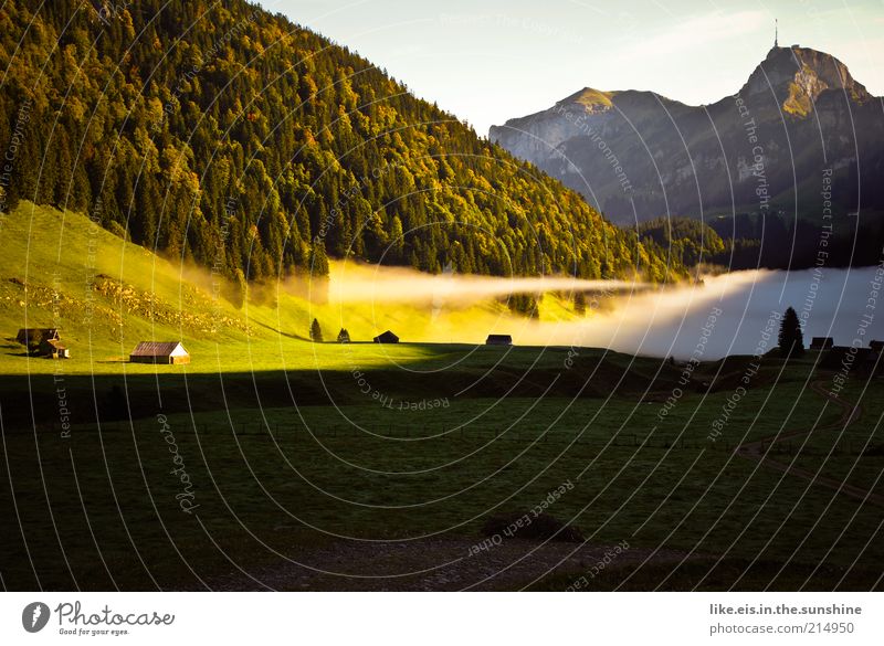 morgens um 9 im Alpstein... harmonisch Wohlgefühl Zufriedenheit Sinnesorgane Erholung ruhig Duft Berge u. Gebirge Natur Landschaft Herbst Schönes Wetter Nebel