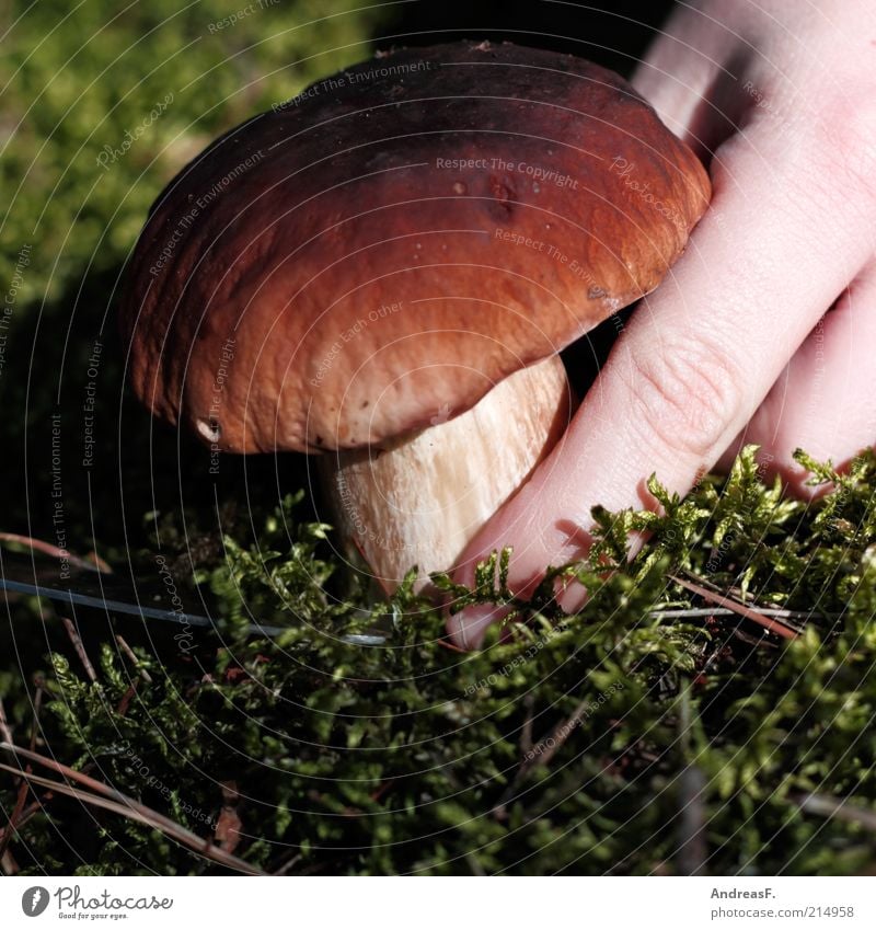 Steinpilz Lebensmittel Hand Finger Natur Pflanze Herbst Moos Pilz Pilzhut Pilzsucher pilze suchen pilze sammeln Steinpilze Waldboden waldpilz Farbfoto