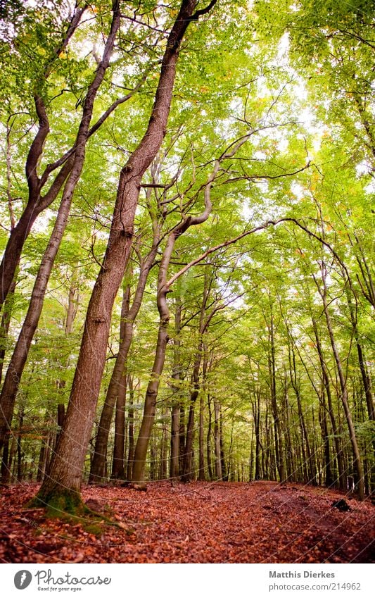 Herbstwald Umwelt Natur Landschaft Pflanze Wetter Schönes Wetter Baum Grünpflanze Wildpflanze Wald Urwald ästhetisch Herbstlaub Baumstamm Baumkrone Wege & Pfade