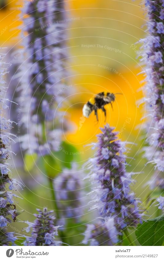 Nesselsucht Natur Sommer Schönes Wetter Pflanze Blume Blüte Agastache Anisysop Duftnessel Garten Park Tier Flügel Hummel Insekt 1 Blühend fliegen genießen blau