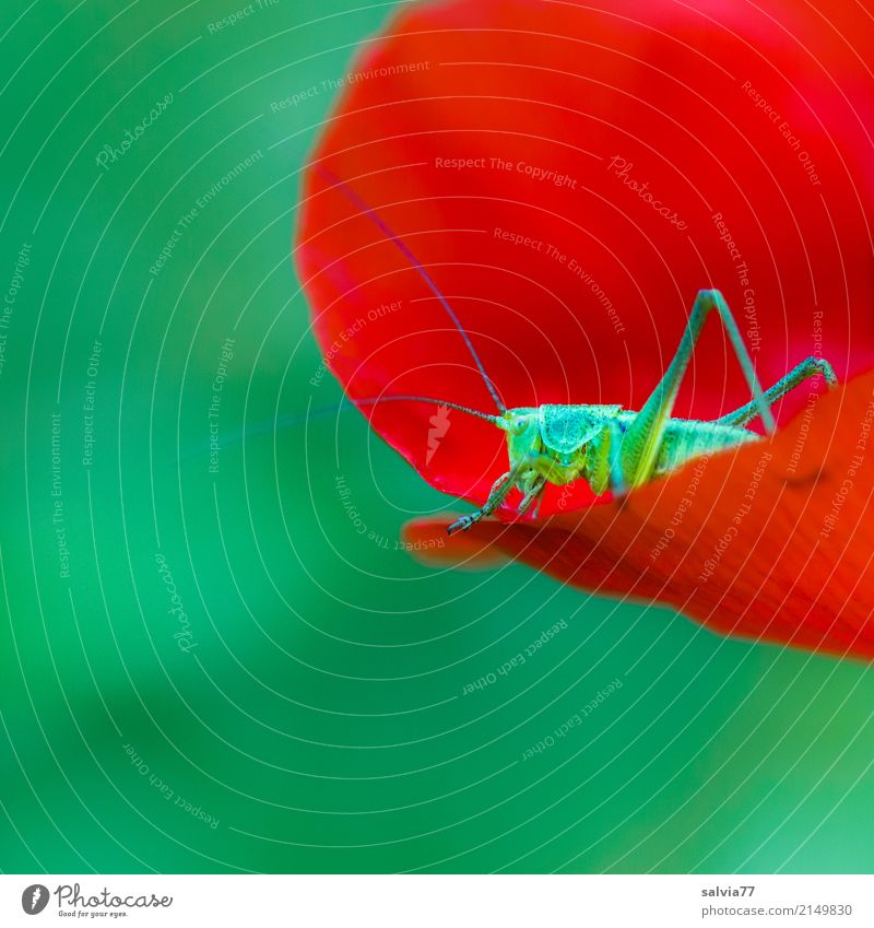 Wer knabbert am Mohn? Umwelt Natur Pflanze Tier Sommer Blume Blüte Mohnblüte Klatschmohn Feld Insekt Steppengrashüpfer Heuschrecke Langfühlerschrecke 1 Blühend