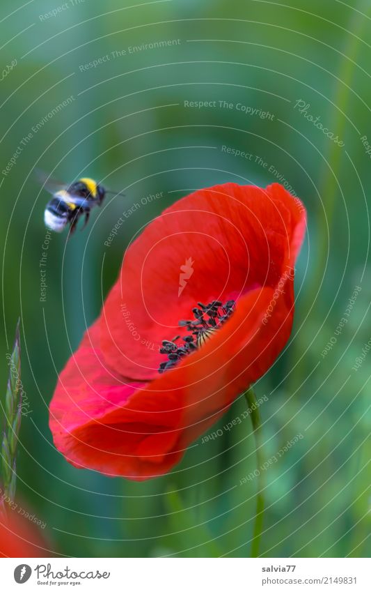 Flug zum Mohn Natur Pflanze Tier Sommer Blume Blüte Klatschmohn Feld Hummel Erdhummel Insekt 1 Blühend fliegen grün rot Ziel Farbfoto Nahaufnahme Menschenleer