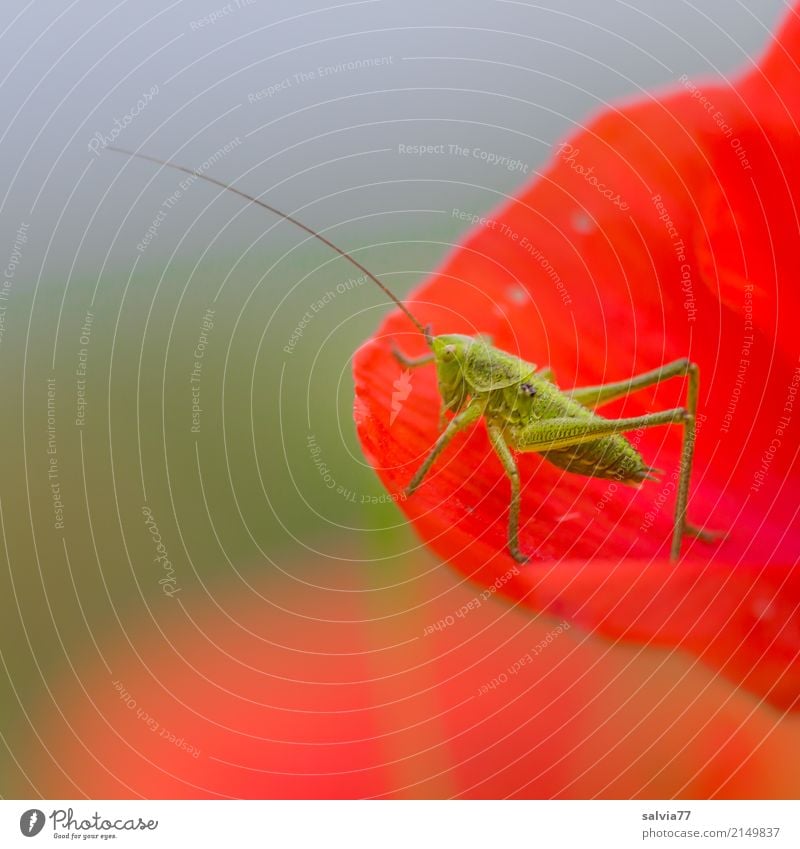 Guten Appetit Natur Himmel Sommer Blume Blüte Klatschmohn Tier Heuschrecke Langfühlerschrecke Insekt 1 Fressen genießen blau grün rot Fühler lecker Farbfoto