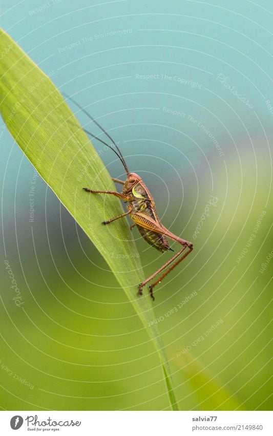 nach oben Umwelt Natur Himmel Sommer Pflanze Blatt Feld Tier Insekt Heuschrecke Langfühlerschrecke 1 krabbeln blau grün Ziel Fühler Antenne aufwärts festhalten