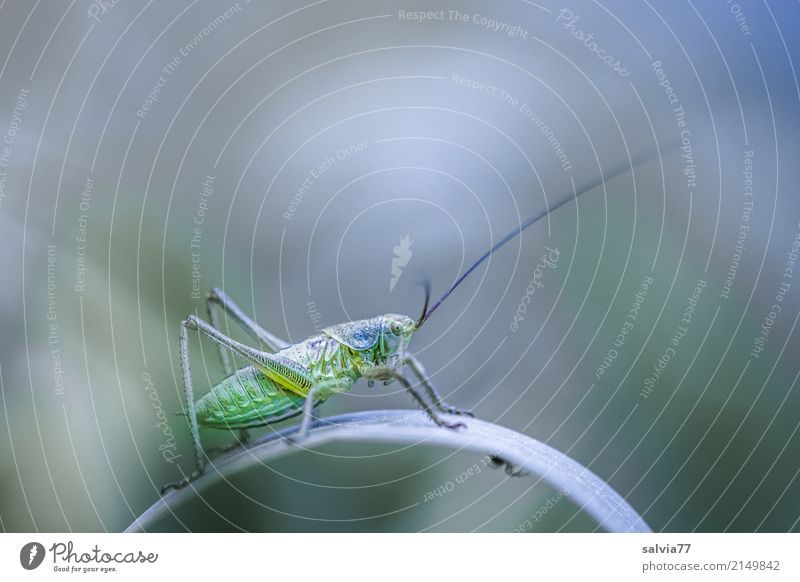 Wo ist die Spinne? Umwelt Natur Sommer Pflanze Gras Blatt Feld Tier Heuschrecke Langfühlerschrecke Insekt 1 entdecken krabbeln grau grün Wachsamkeit einzigartig