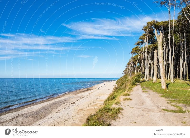 Küstenwald an der Ostsee bei Nienhagen Erholung Ferien & Urlaub & Reisen Tourismus Strand Meer Wellen Natur Landschaft Wasser Wolken Baum Wald Wege & Pfade blau